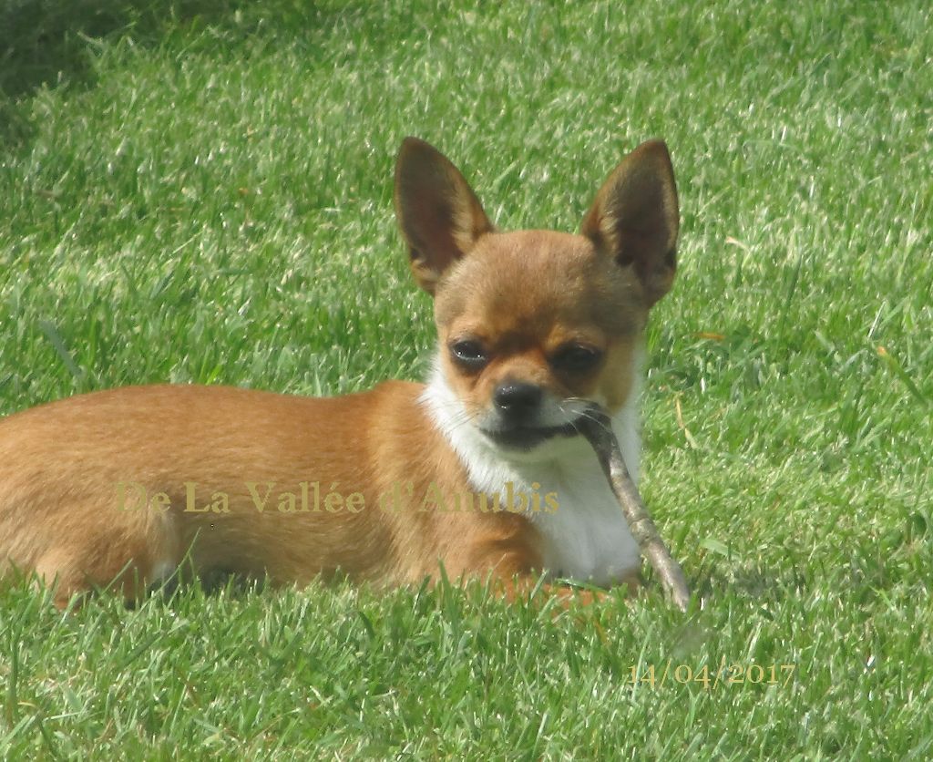chiot Chihuahua De la vallée d'Anubis