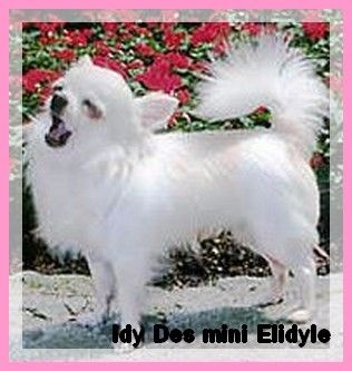 CH. Idy des mini elydile