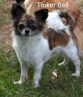 Tinker Bell et Trésor des sables 