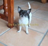 De la vallée d'Anubis - Chihuahua - Portée née le 10/11/2020