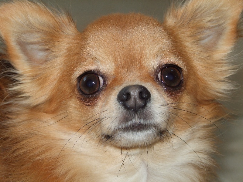 D'jason De la vallée d'Anubis