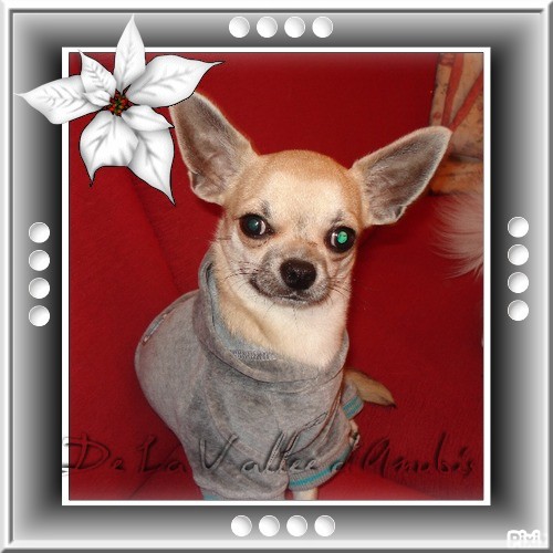 CH. Dylan De la vallée d'Anubis