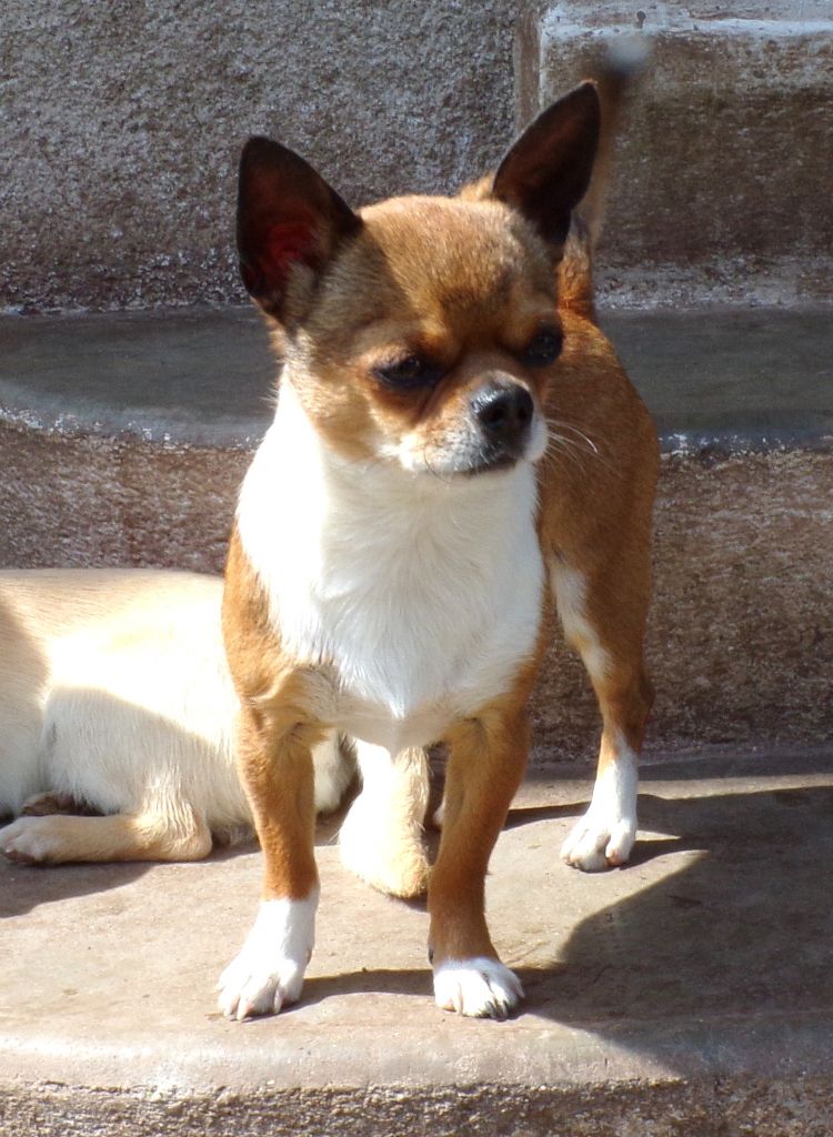 Merlin l'enchanteur De la vallée d'Anubis