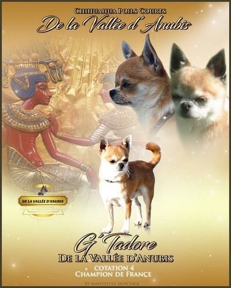 CH. G'tadore De la vallée d'Anubis