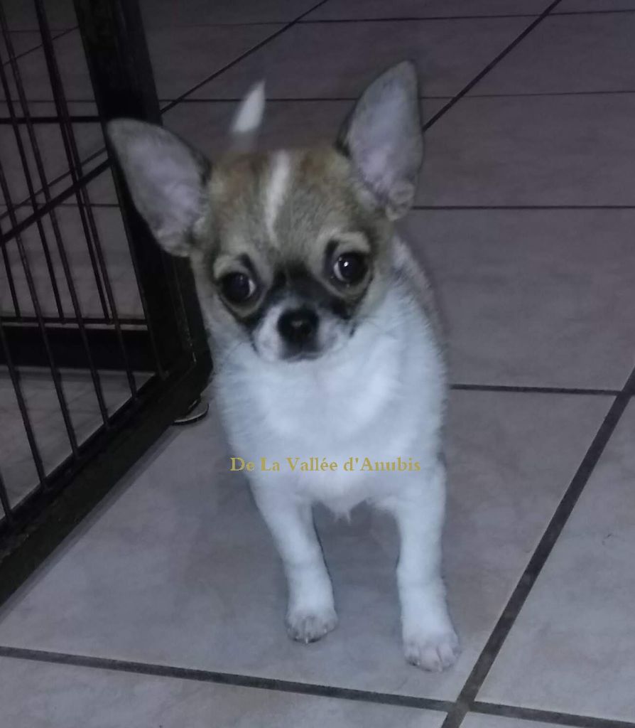 De la vallée d'Anubis - Chihuahua - Portée née le 10/11/2020