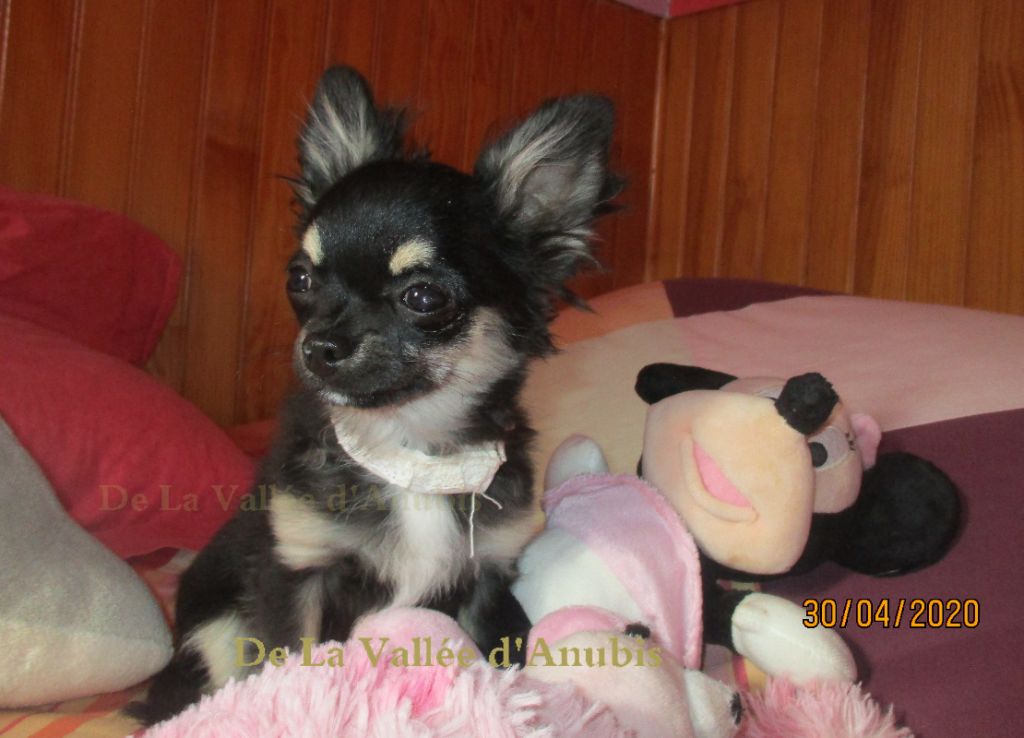 De la vallée d'Anubis - Chihuahua - Portée née le 29/12/2019